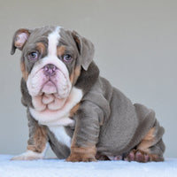 💎 BOSS - WB English Bulldogs
