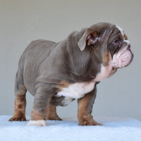 💎 BOSS - WB English Bulldogs