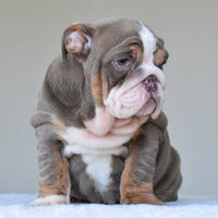 💎 BOSS - WB English Bulldogs