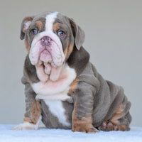 💎 BOSS - WB English Bulldogs