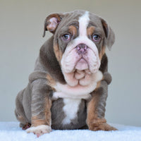💎 BOSS - WB English Bulldogs