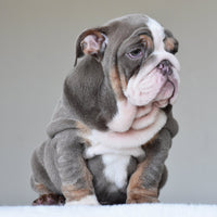 💎 BOSS - WB English Bulldogs
