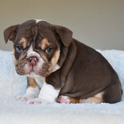 BOURBON (Boy) - WB English Bulldogs