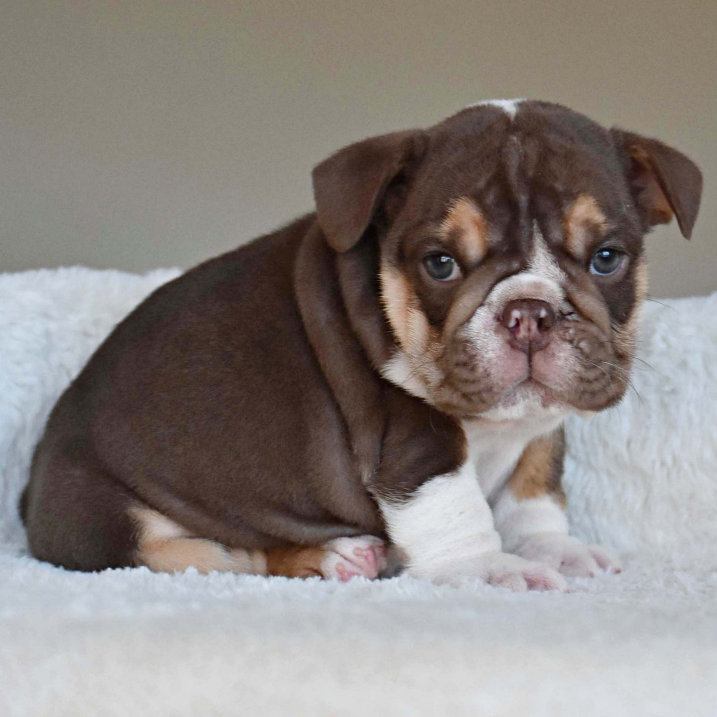 BOURBON (Boy) - WB English Bulldogs