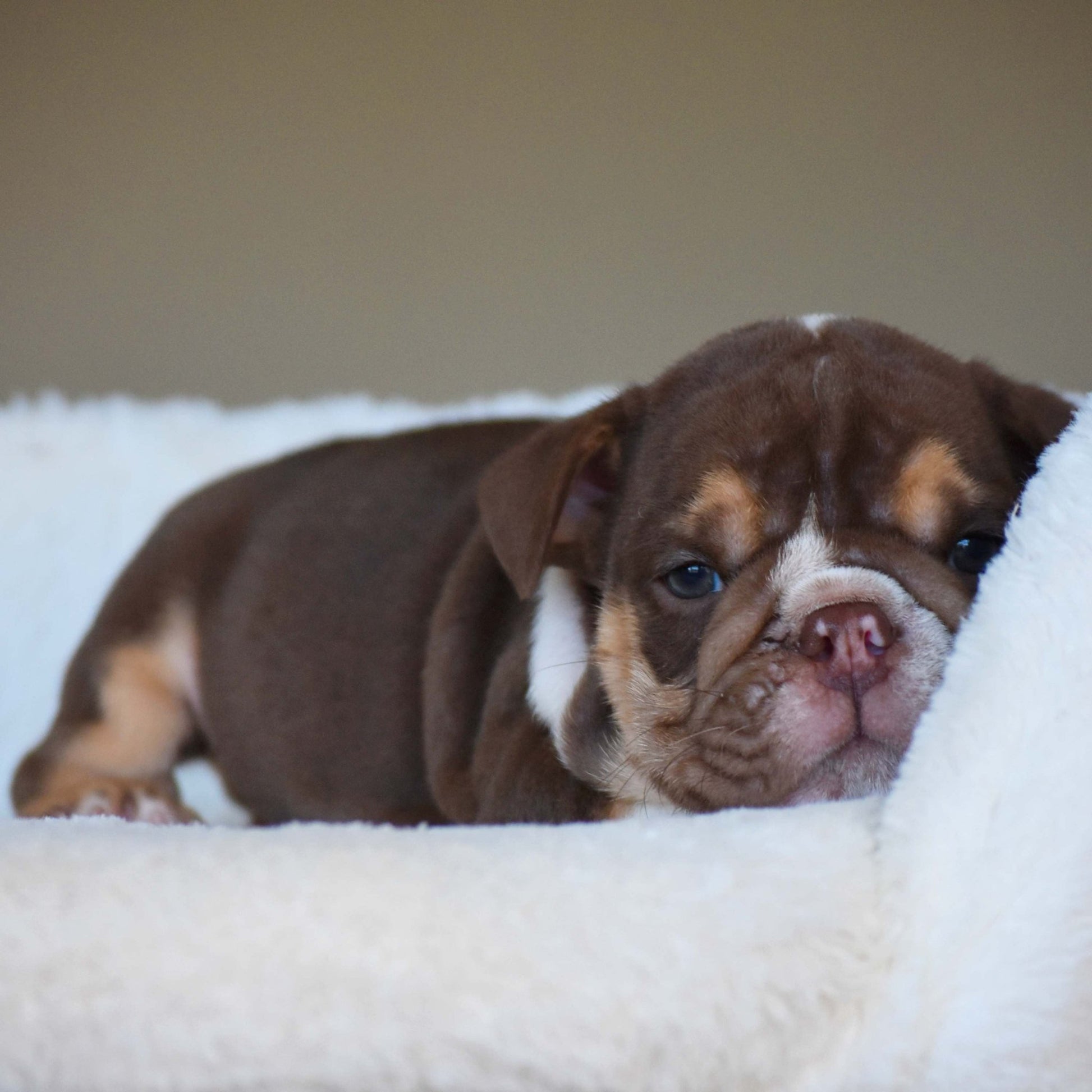 BOURBON (Boy) - WB English Bulldogs