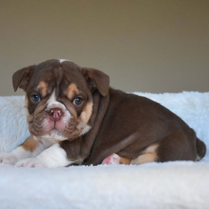 BOURBON (Boy) - WB English Bulldogs