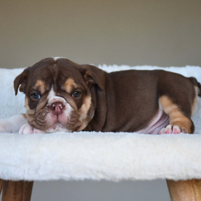 BOURBON (Boy) - WB English Bulldogs