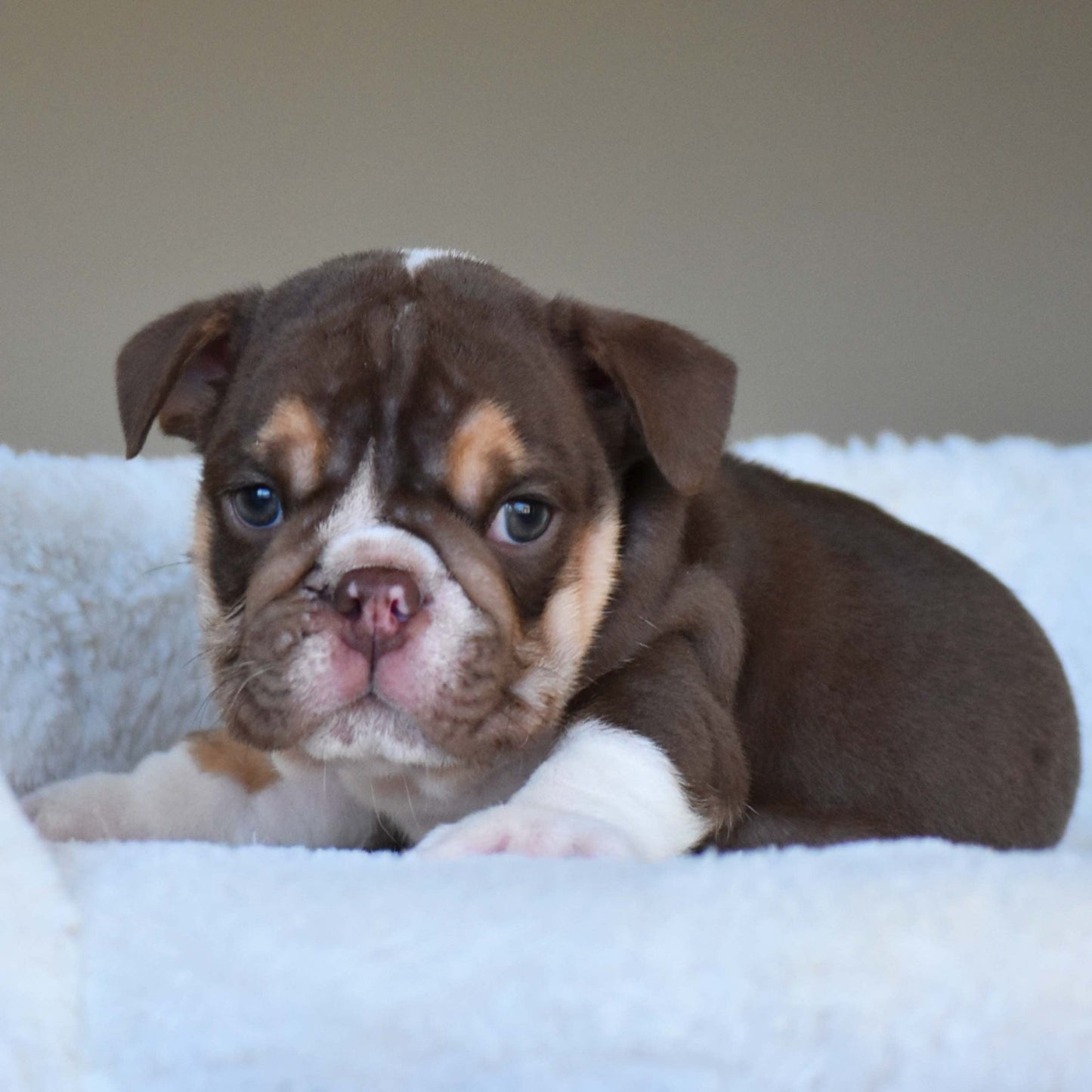 BOURBON (Boy) - WB English Bulldogs