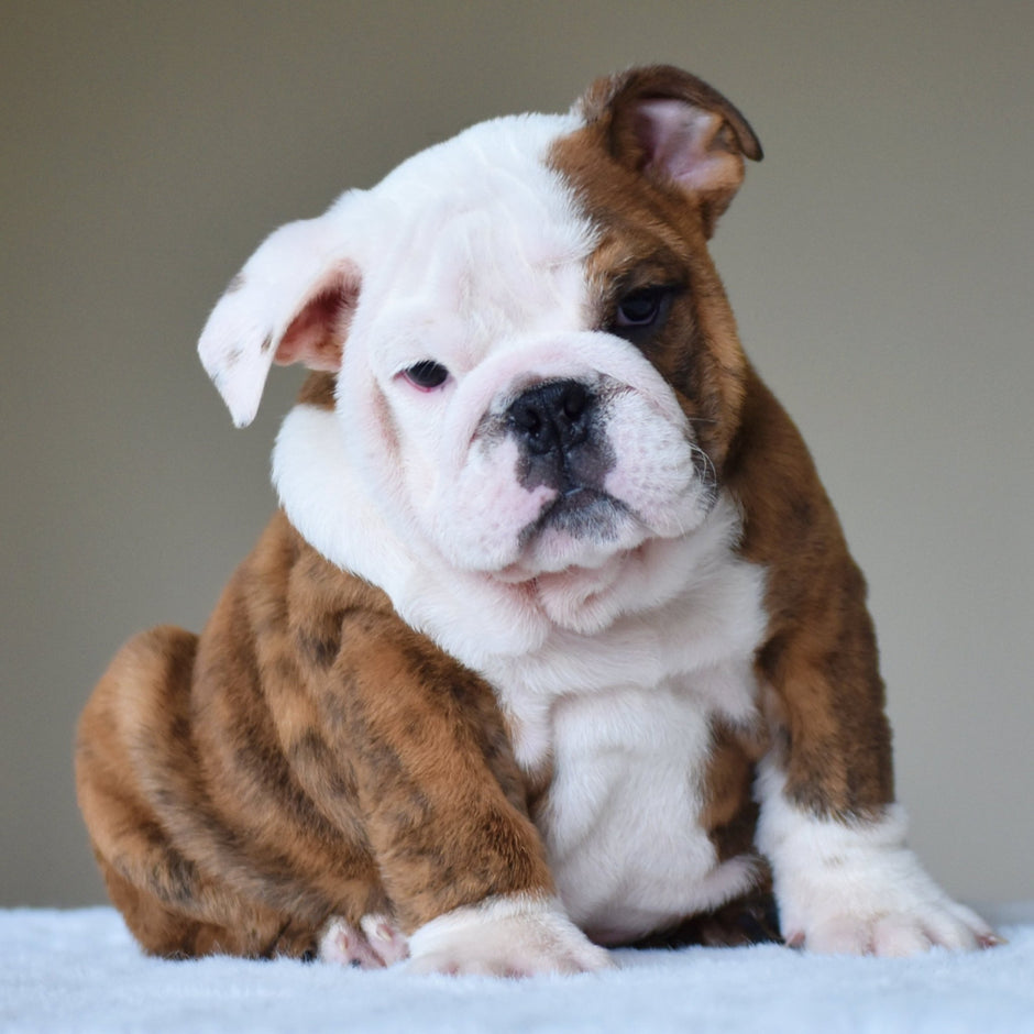 Bulldog Puppy Price Guide 2025 Average Bulldog Cost & Hidden Expenses
