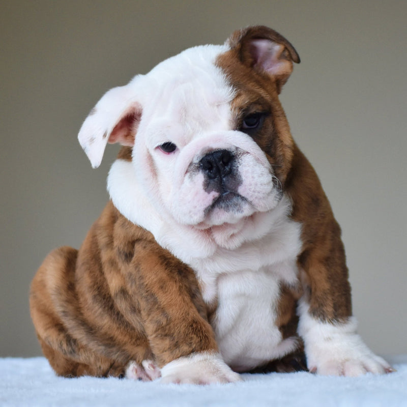 💎 BRUNO - WB English Bulldogs