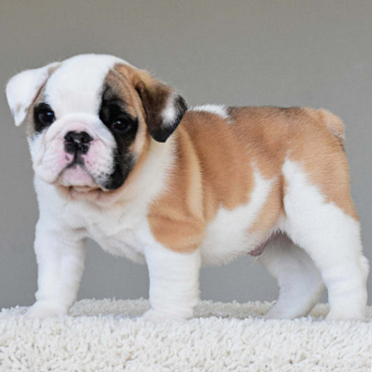 Bruno (Boy) - WB English Bulldogs
