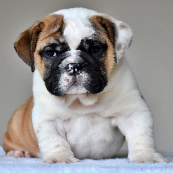 💎 BUBBA - WB English Bulldogs