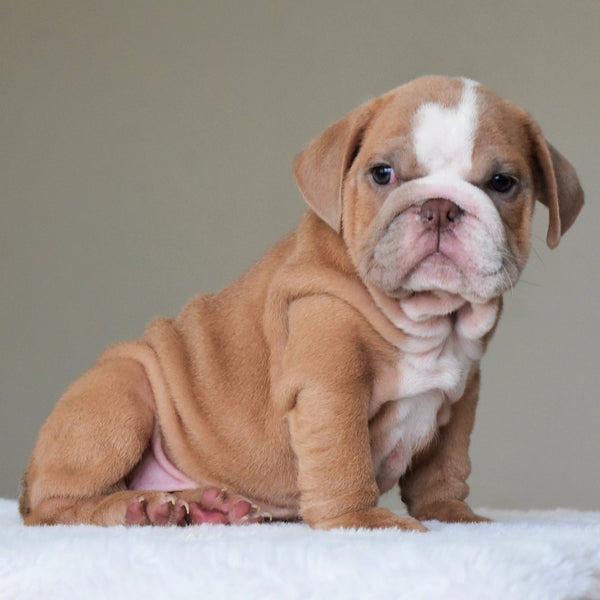 BUBBA - $3000 - WB English Bulldogs