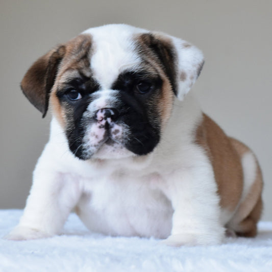 💎 BUBBA - WB English Bulldogs