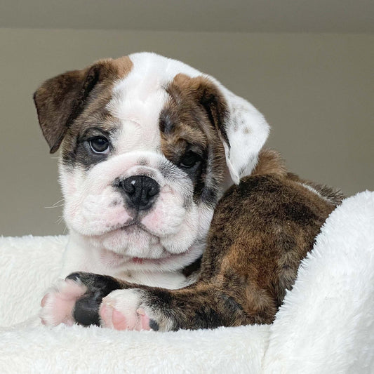 CAIRO (Boy) - WB English Bulldogs