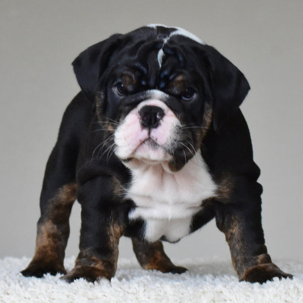 🎀 CAPRI - WB English Bulldogs