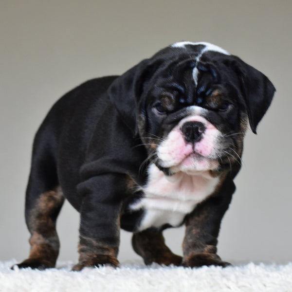 🎀 CAPRI - WB English Bulldogs