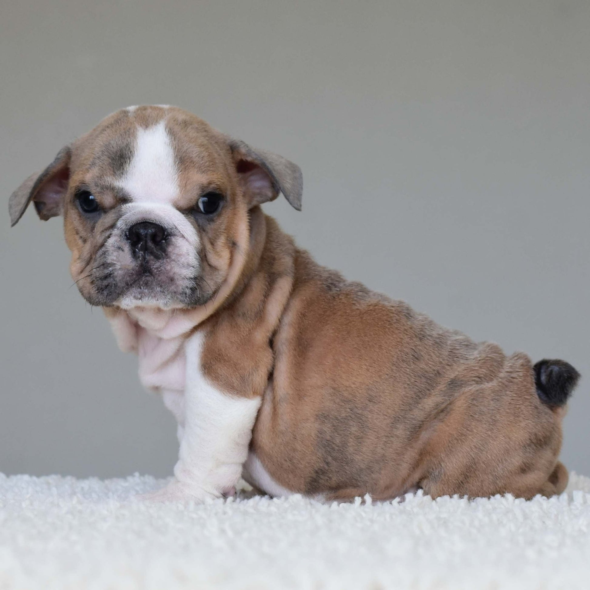 CARMELO (Boy) - WB English Bulldogs