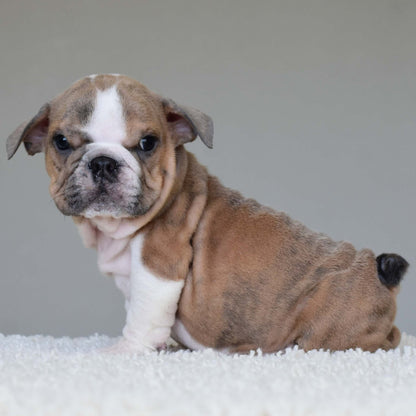 CARMELO (Boy) - WB English Bulldogs