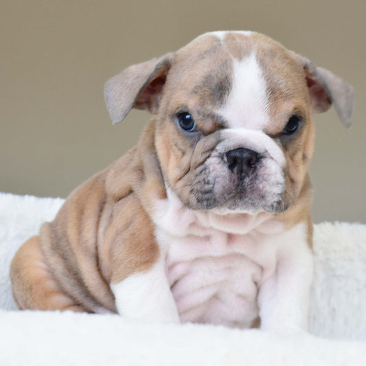 CARMELO (Boy) - WB English Bulldogs