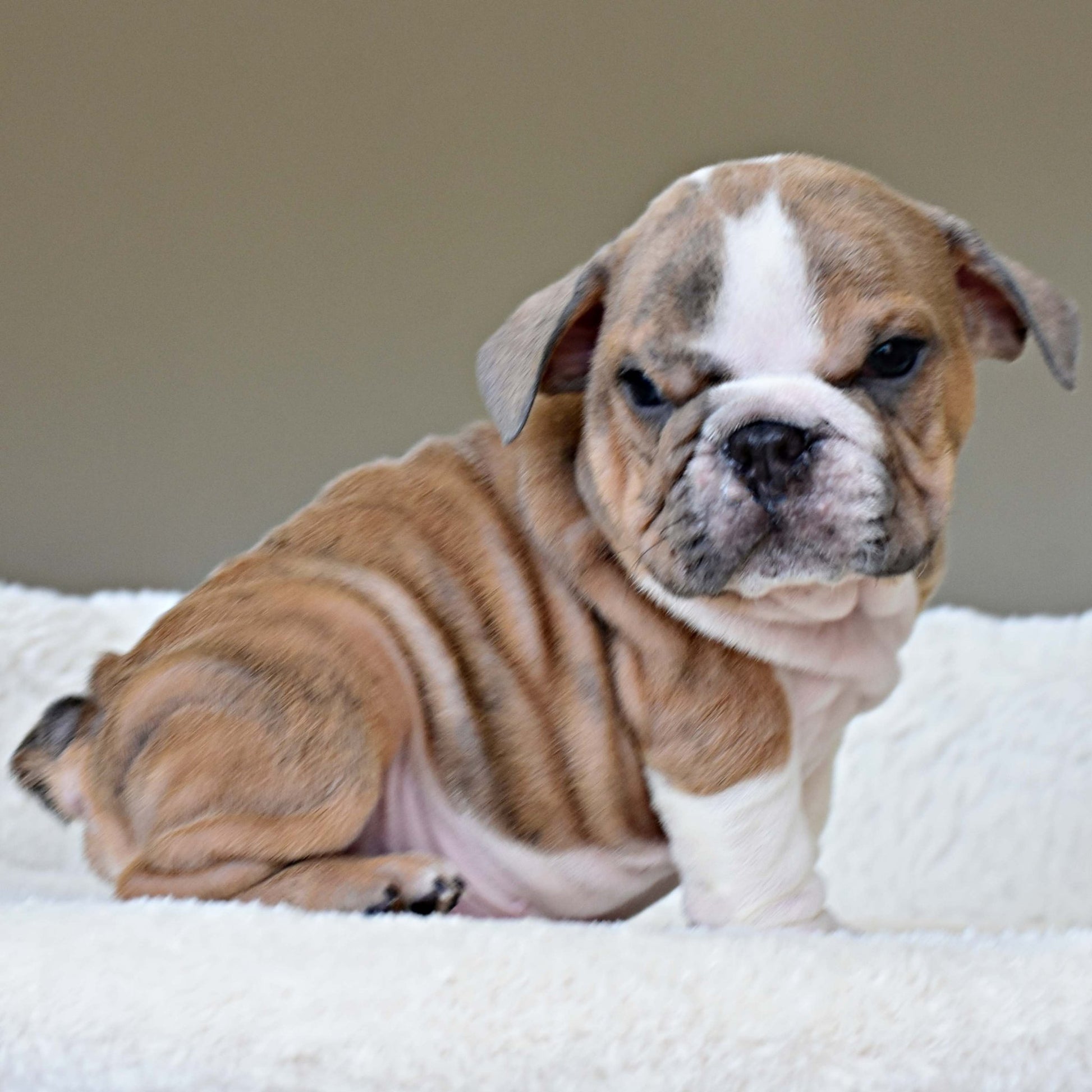 CARMELO (Boy) - WB English Bulldogs