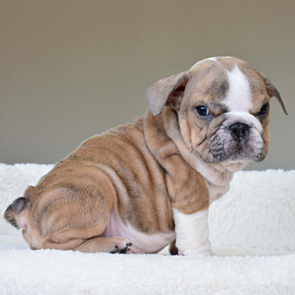 CARMELO (Boy) - WB English Bulldogs