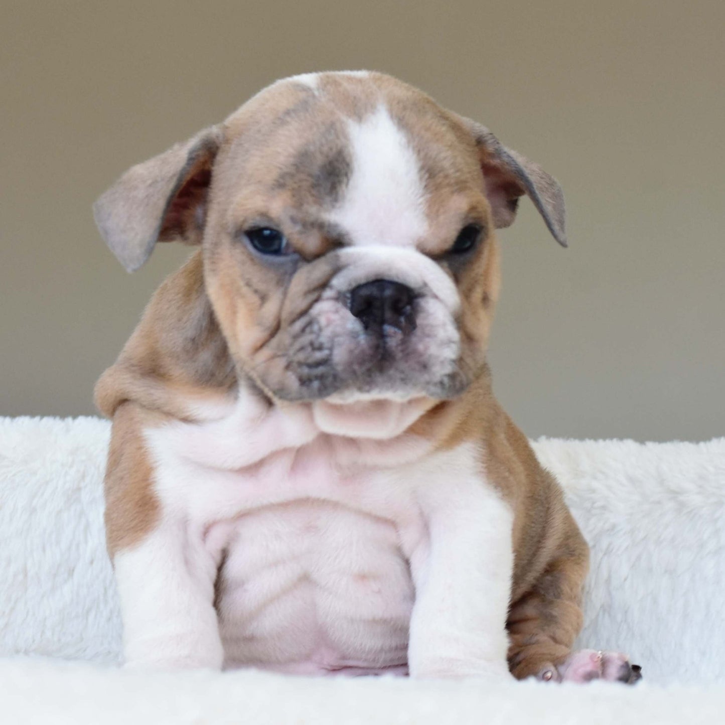 CARMELO (Boy) - WB English Bulldogs