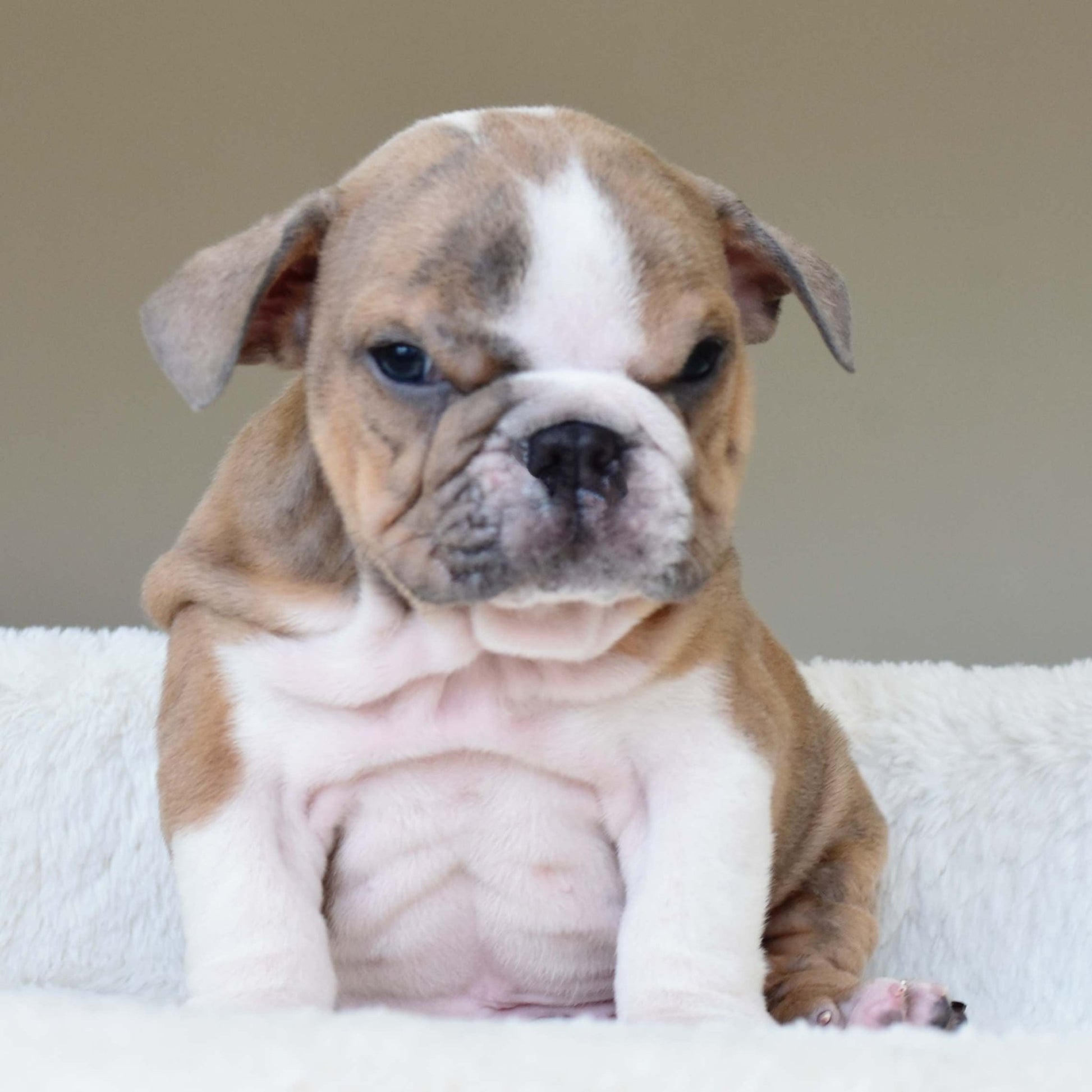 CARMELO (Boy) - WB English Bulldogs