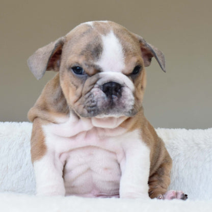 CARMELO (Boy) - WB English Bulldogs