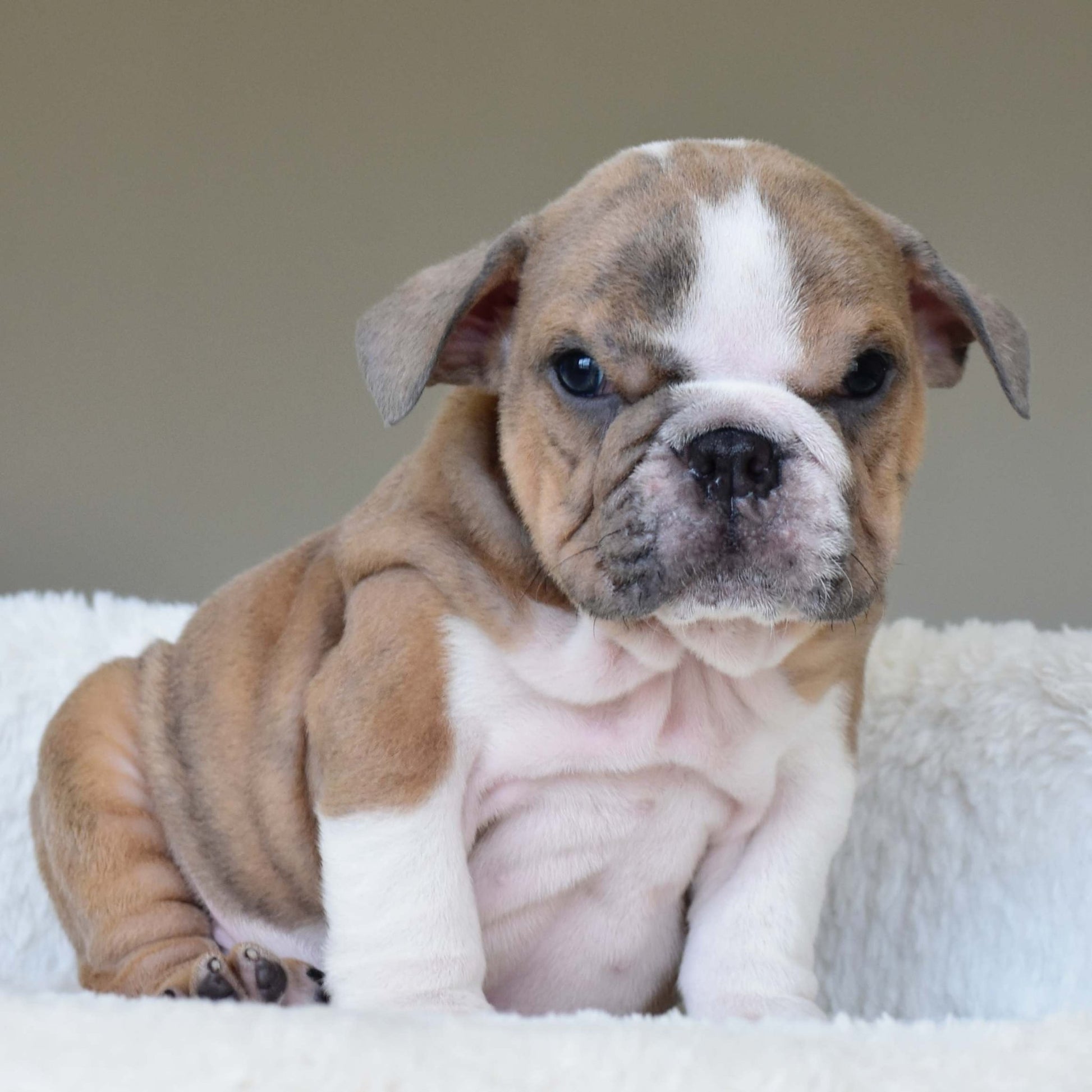 CARMELO (Boy) - WB English Bulldogs
