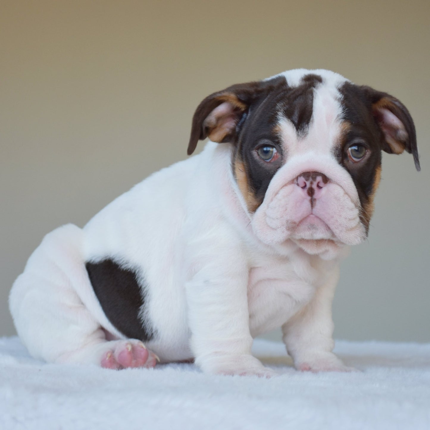 CHANEL (Girl) - WB English Bulldogs