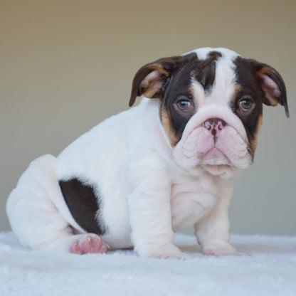 CHANEL (Girl) - WB English Bulldogs