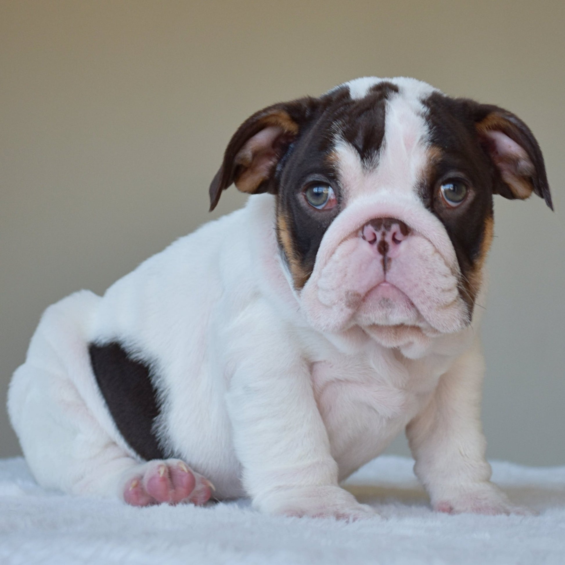 CHANEL (Girl) - WB English Bulldogs