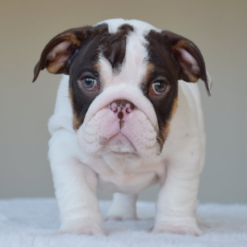 CHANEL (Girl) - WB English Bulldogs