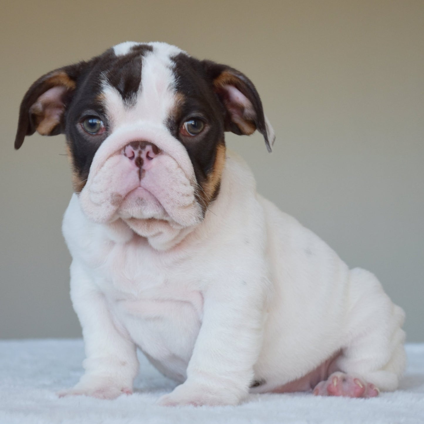 CHANEL (Girl) - WB English Bulldogs