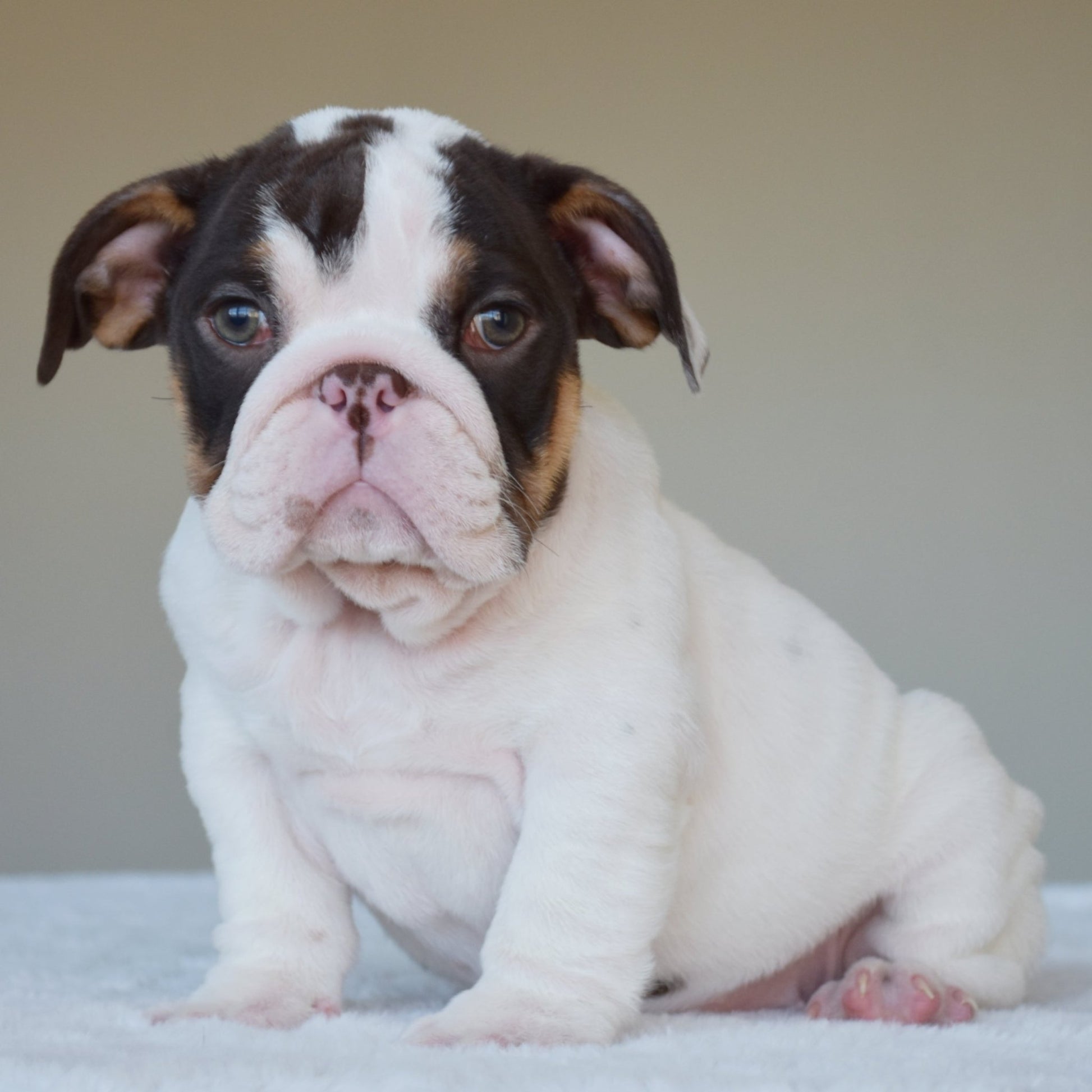 CHANEL (Girl) - WB English Bulldogs