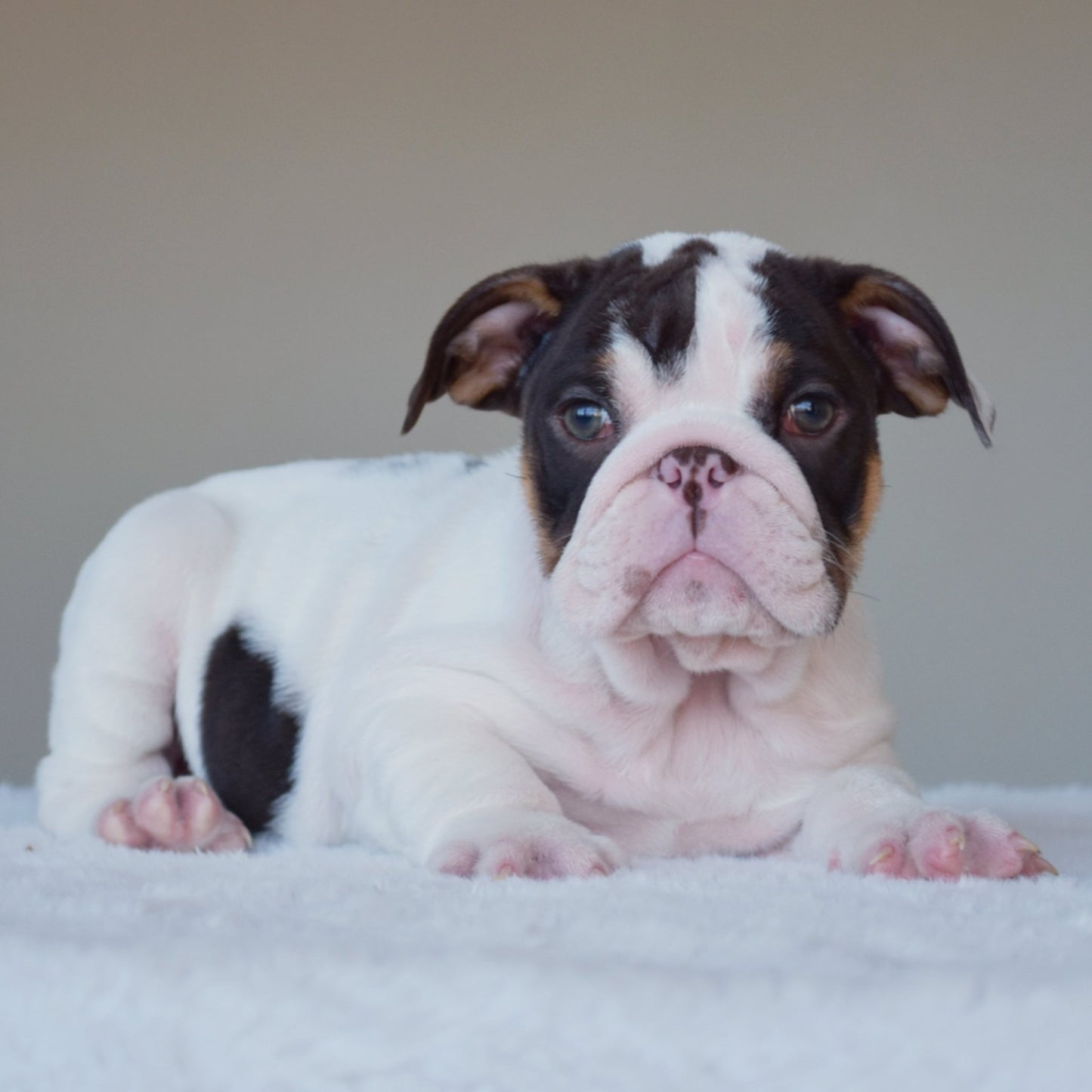 CHANEL (Girl) - WB English Bulldogs