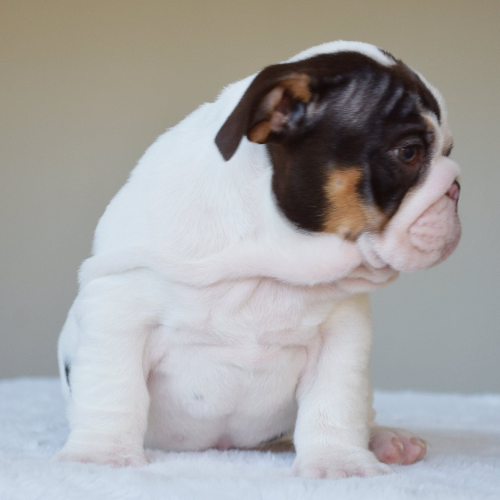 CHANEL (Girl) - WB English Bulldogs