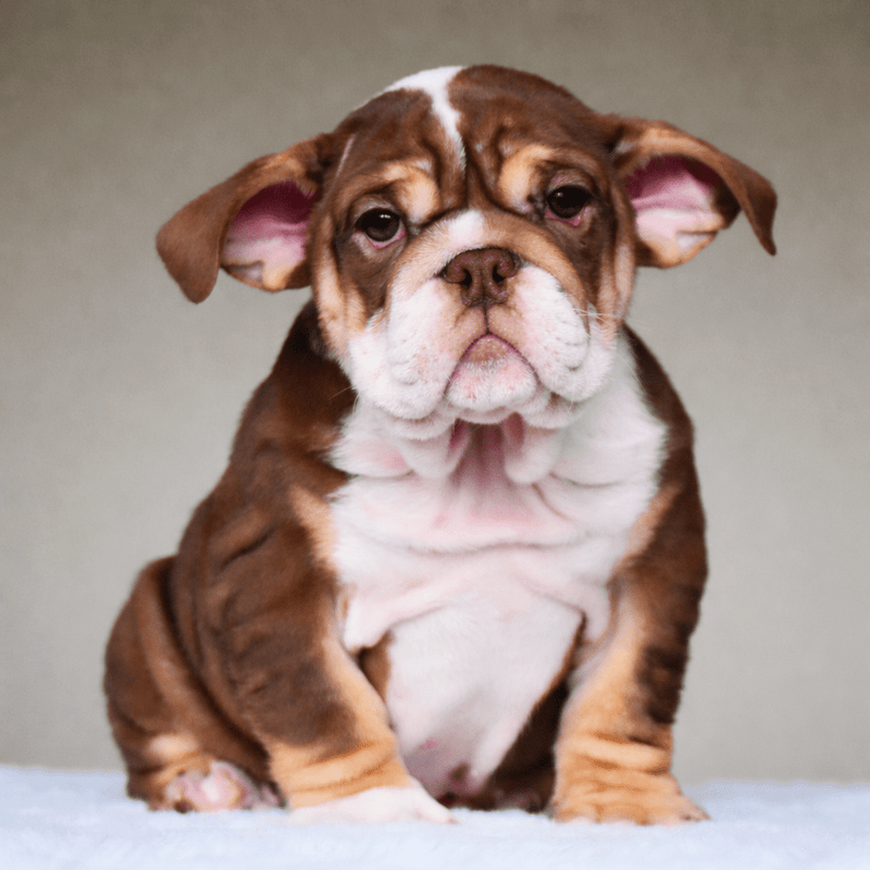 🎀 COCO - WB English Bulldogs