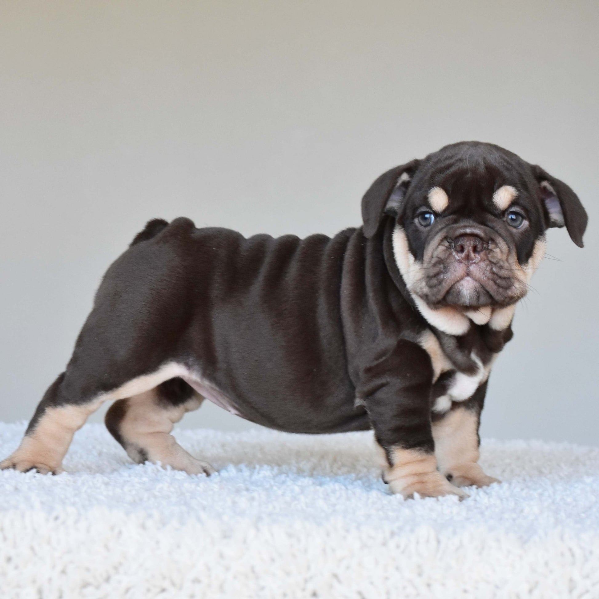COCO (Girl) - WB English Bulldogs