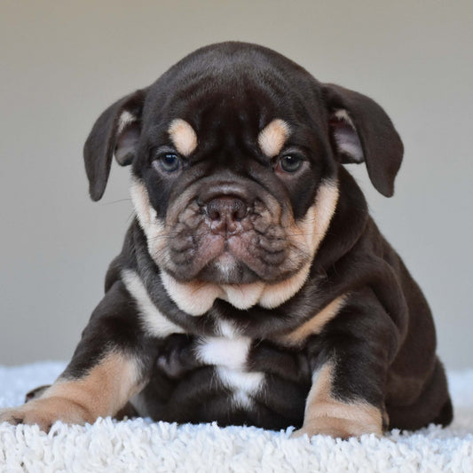COCO (Girl) - WB English Bulldogs