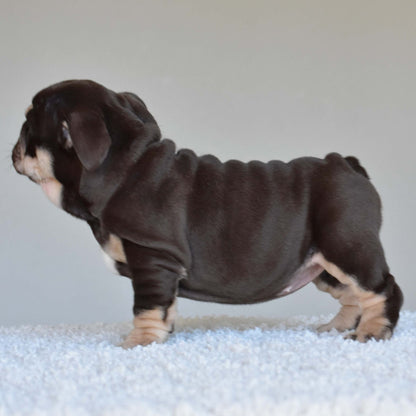 COCO (Girl) - WB English Bulldogs