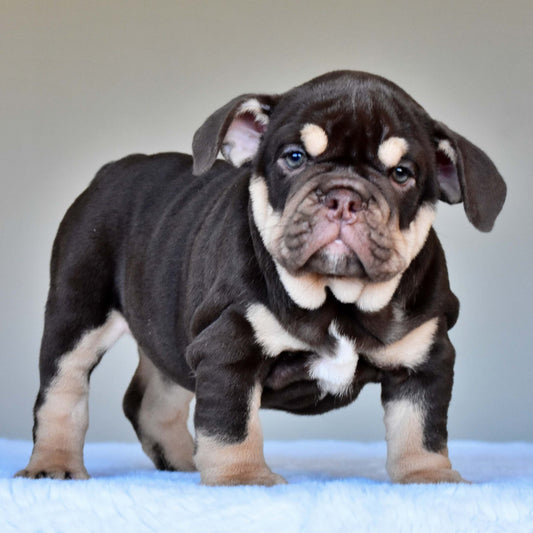 COCO (Girl) - WB English Bulldogs