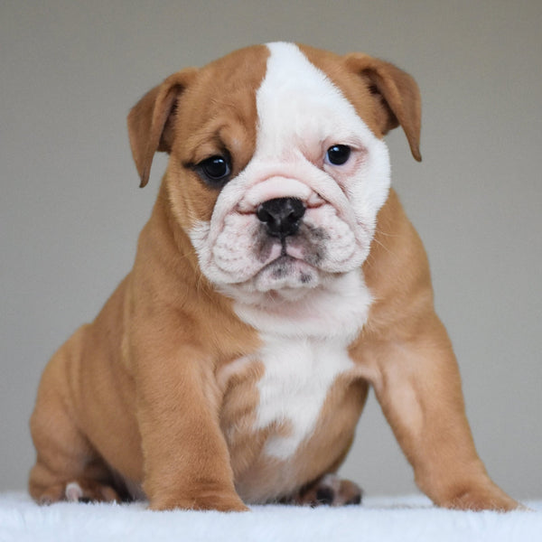 DAKOTA - $2800 - WB English Bulldogs