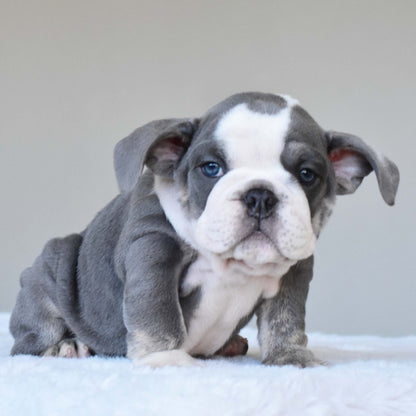 DALIAH (Girl) - WB English Bulldogs