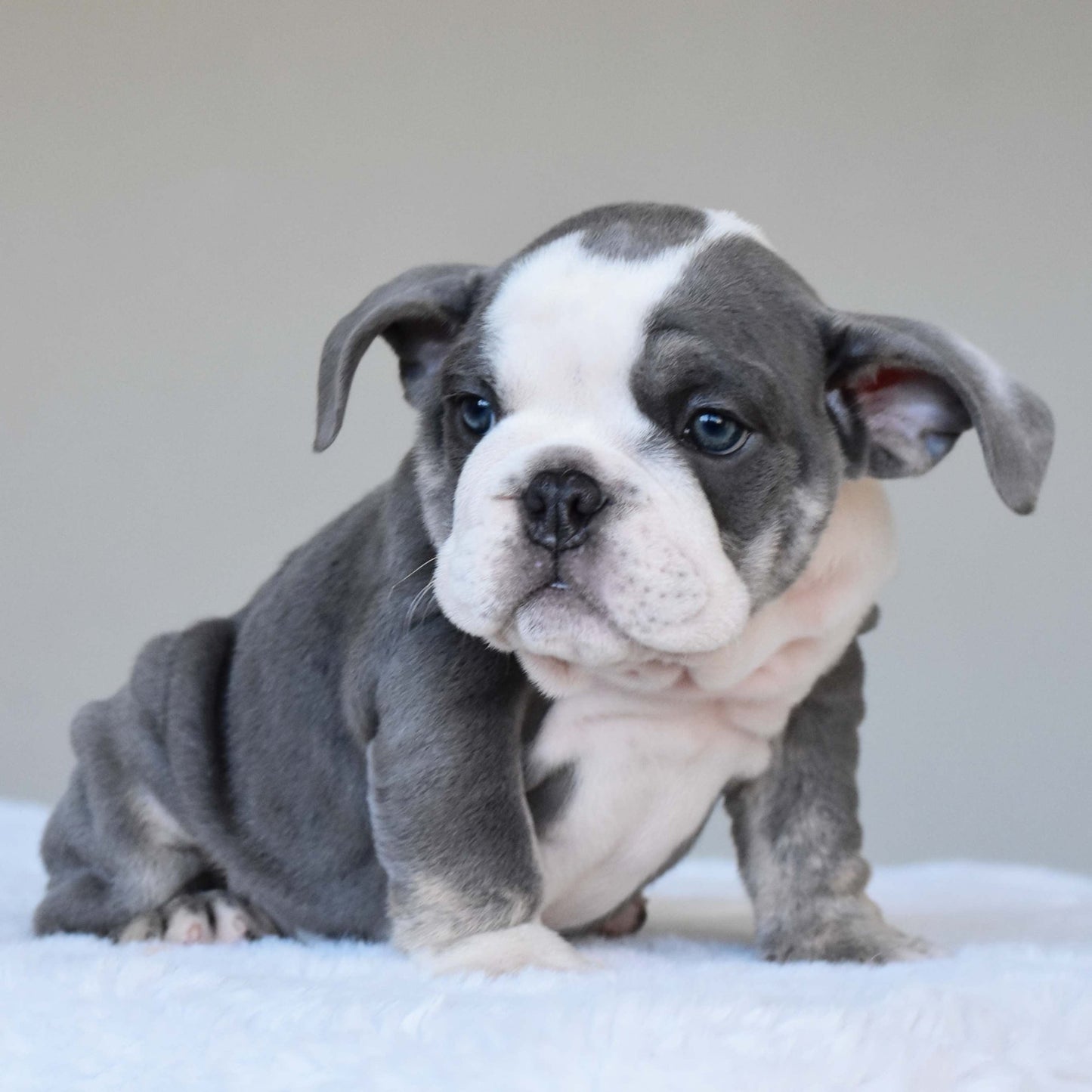 DALIAH (Girl) - WB English Bulldogs