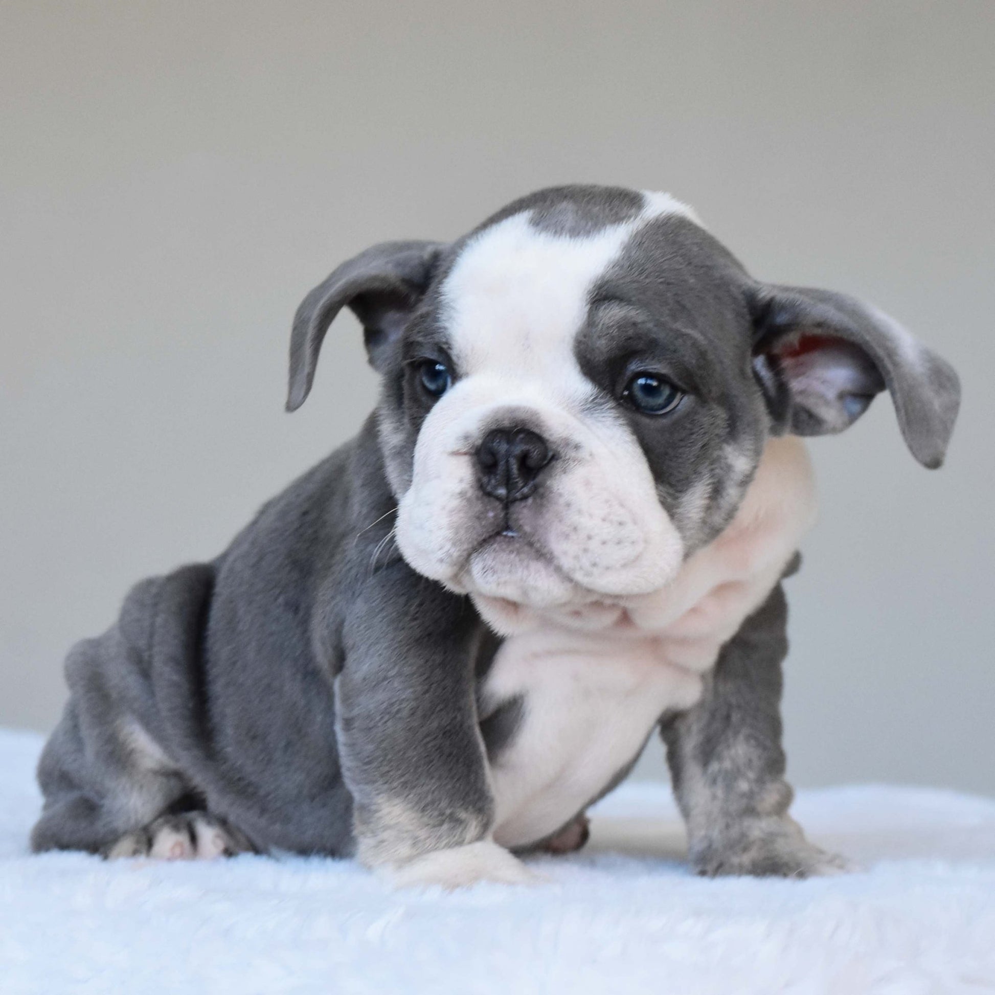 DALIAH (Girl) - WB English Bulldogs