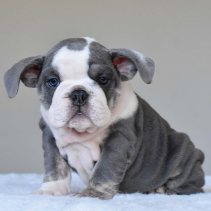 DALIAH (Girl) - WB English Bulldogs