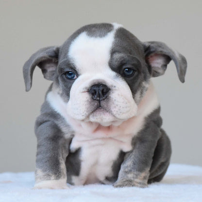 DALIAH (Girl) - WB English Bulldogs