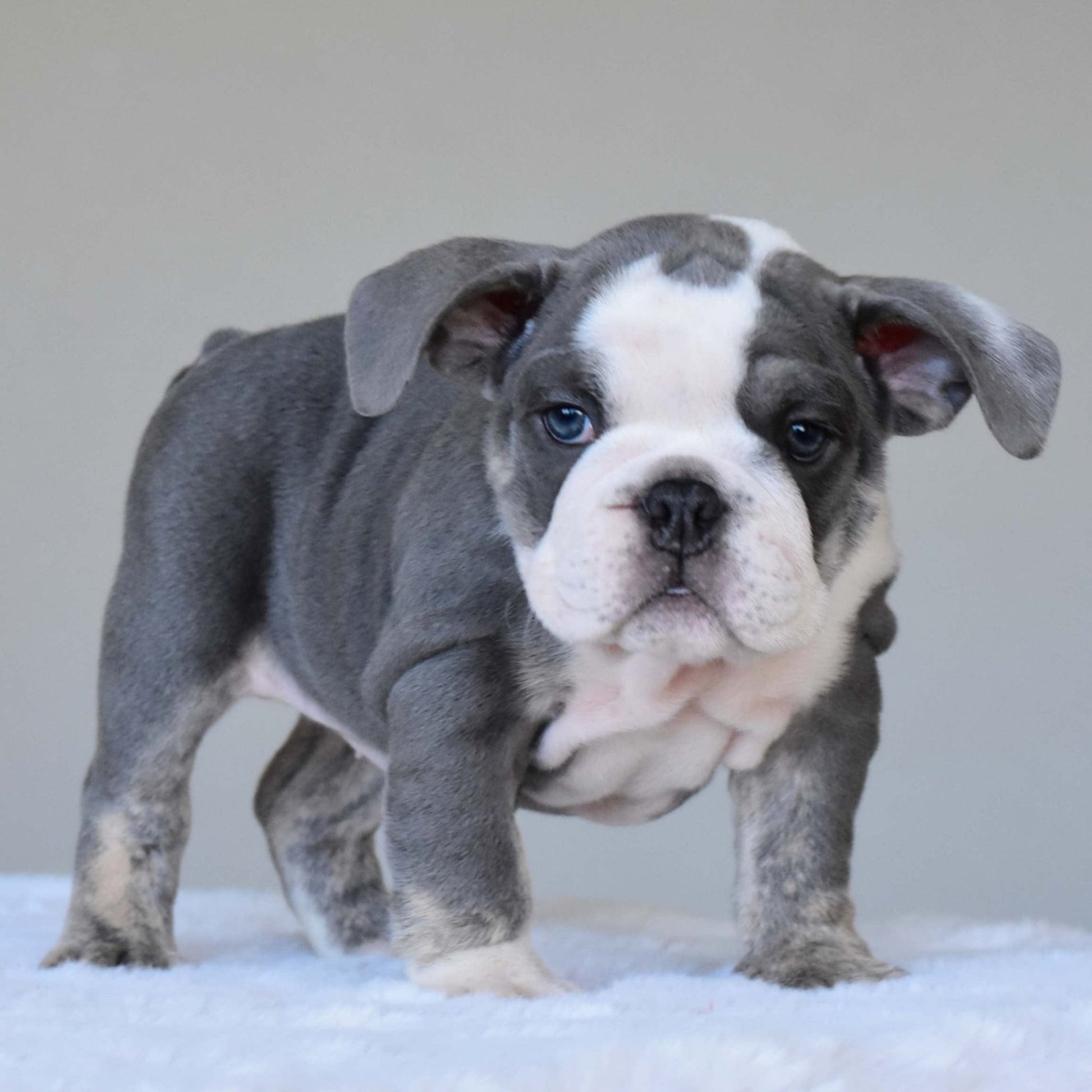 DALIAH (Girl) - WB English Bulldogs
